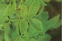 Potato pepper spotting due to ozone damage