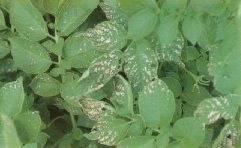 Potato damage due to sulphur doxide