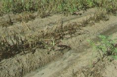 Dead field due to pollution damage