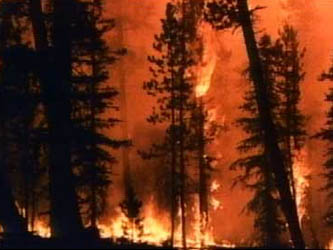 Large forest fire