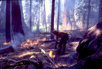 Prescribed burn with worker