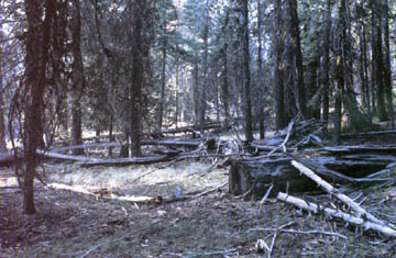Picture showing effects of low-intensity fire