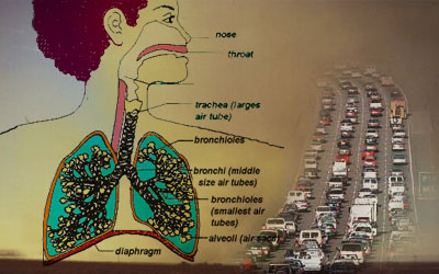 Graphic showing the human respiratory system, next to car traffic